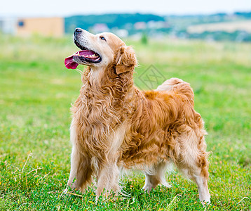 黄金寻金舌头草地猎犬动物地面朋友哺乳动物植物犬类快乐图片