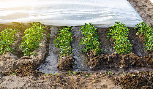 用纺粘农用纤维覆盖的马铃薯种植园的沟灌 农学和园艺 收成 农业产业 农业灌溉系统 在干旱地区种植农作物图片