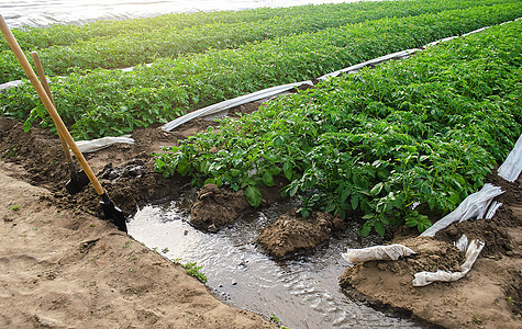马铃薯种植园的沟灌 对农田的灌溉系统 农业产业 农业清洁水资源 在干旱地区种植农作物 农学和园艺图片