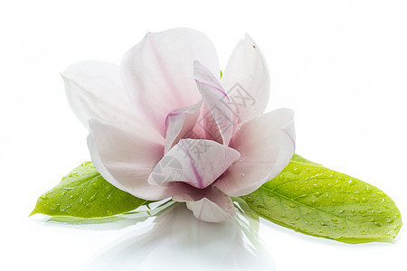 一朵粉红花 在盛开的木兰枝上植物群芳香香气植物植物学花瓣宏观脆弱性叶子问候语图片