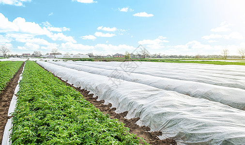 覆盖着农业纤维的马铃薯种植园 温暖时开放年轻的马铃薯灌木丛 晚春植物硬化 照顾和保护的温室效应 农产工业 农业图片