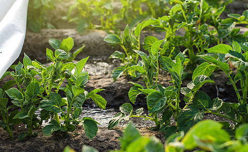马铃薯灌木丛和水流 在农场种植园种植食物 农业沟灌系统 农业产业 农学和园艺 农业企业图片