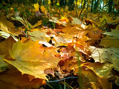 美丽的秋天背景 落下的黄色枫叶在阳光下像地毯一样躺在地上 closeu橙子季节摄影金子植物群公园土地叶子植物说谎图片