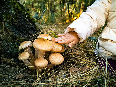 在秋天的森林里收集蜂蜜蘑菇 近距离没有脸孔 阳光下美丽的食用蘑菇植物群真菌食物叶子荒野植物健康饮食生长蔬菜婴儿图片