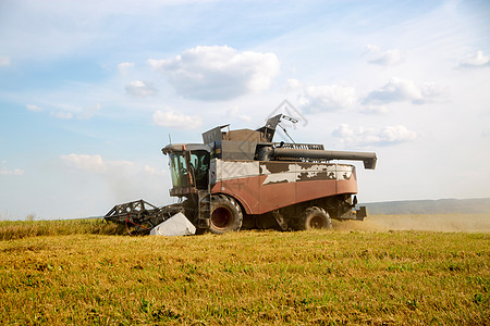 收割者从耕种的农业田里收获小麦 单位 千分之一玉米机器粮食农村食物摄影工作金子风光种子图片