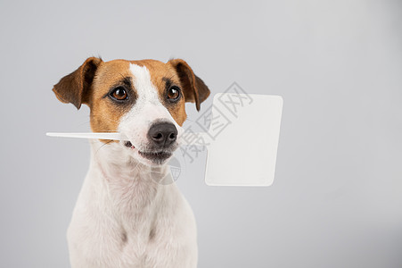 嘴里有白色背景的标志 这只狗拿着一个假广告猎犬问候海报黑板宠物动物横幅木板工作室冒充图片