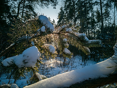 阳光照耀的白雪笼罩着松树枝 在森林中寒冷的冬天图片