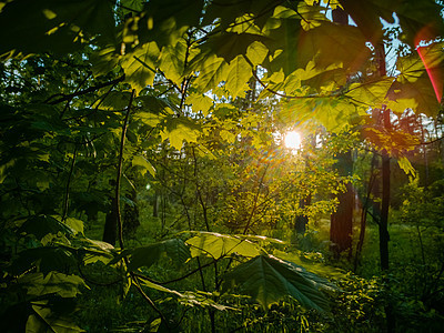 美丽的乡村风景 阳光穿过青绿的夏日森林叶子而破碎射线树干农村树林季节晴天公园日落薄雾场景图片