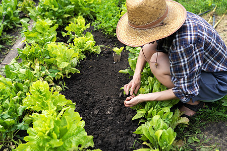 戴草帽的年轻女孩从事园艺工作地点爱好稻草栽培蔬菜帽子乡村采摘生态女士图片