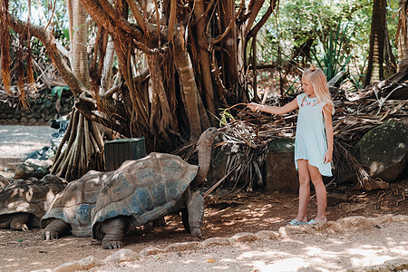 毛里求斯有趣的家庭娱乐活动 女孩在毛里求斯岛动物园喂养巨型乌龟爬虫女士喜悦乐趣男生晴天孩子荒野童年幸福图片