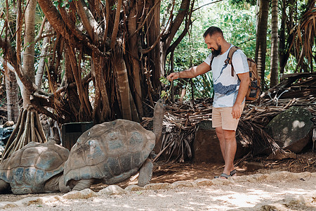 毛里求斯的有趣的家庭娱乐 在毛里求斯岛动物园喂养巨龟的旅游者 笑声母亲热带妈妈乌龟旅行兄弟荒野成人男生父亲图片