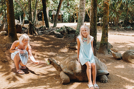 毛里求斯的有趣活动 毛里求斯岛动物园的家庭喂养巨龟热带母亲成人旅行爬虫野生动物动物学乌龟兄弟幸福图片