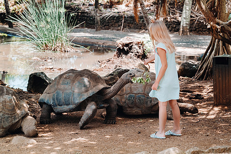 毛里求斯有趣的家庭娱乐活动 女孩在毛里求斯岛动物园喂养巨型乌龟孩子动物学幸福儿子热带喜悦野生动物乐趣女士荒野图片