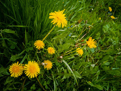 绿色草地中的黄花朵 特写 夏季背景场地太阳环境植物群花园美丽场景植物土地宏观图片