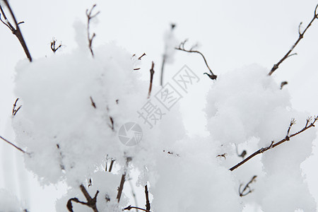 寒冷的冬天 树枝上有累积的雪图片