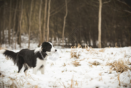 冬季田野狗犬图片