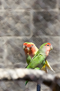 三只鹦鹉动物群动物翅膀休息夫妻恋人彩虹寄生虫栖息地羽毛图片