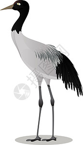黑颈鹤卡通图片