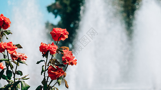 公园喷泉前的红色和粉红色花朵 在城市公园盛开的鲜花 暑假 美丽的花园图片