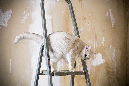 在建筑梯子上骑着可爱的 家用苏格兰西瓜猫图片