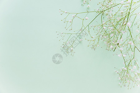 绿花枝桌图片
