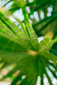 绿色棕榈叶图案纹理抽象背景热带森林生态概念和目的地进展自由之旅生活方式丛林背景异国情调的计划季节环境衬套艺术绿色植物花园植物墙纸图片