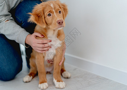 在家玩得开心的玩具小狗毛皮动物地面友谊宠物忠诚收费猎犬哺乳动物犬类图片