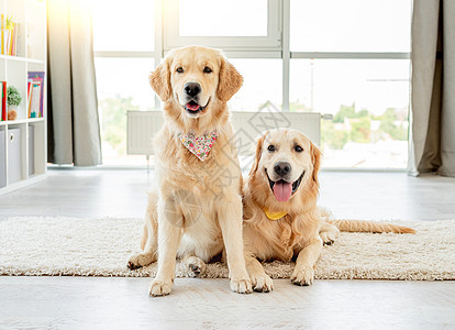 一对戴手帕的金色寻金者友谊房间夫妻动物成人朋友犬类宠物哺乳动物地面图片