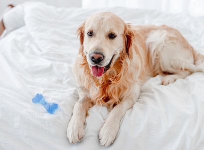 金色猎犬在床上动物毛皮公寓褐色说谎玩具房子病人枕头卧室图片