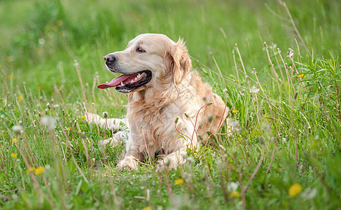 夏季金色猎犬户外公园乐趣宠物舌头绿色朋友哺乳动物犬类动物图片