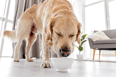 家居内地的金猎犬碗水哺乳动物房子宠物毛皮公寓动物褐色朋友犬类图片