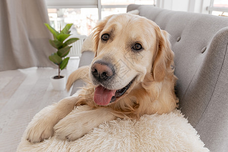 家居内地的金猎犬长椅褐色动物犬类毛皮宠物房子公寓房间哺乳动物图片