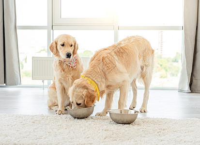 从另一只狗的碗里吃金子图片