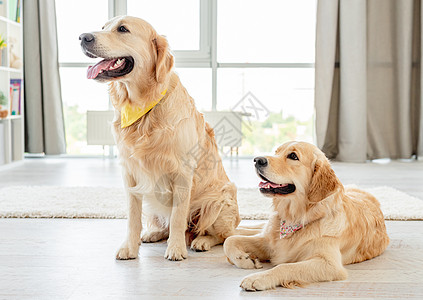 一对戴手帕的金色寻金者猎犬房间友谊动物夫妻女性哺乳动物成人男性地面图片