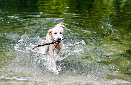 北大河美丽的狗从水中走出来健康朋友乐趣快乐喜悦池塘忠诚猎犬游泳洗澡背景