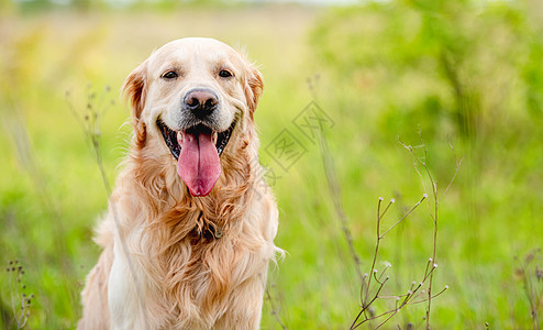 夏季金色猎犬户外舌头公园乐趣朋友动物犬类哺乳动物绿色宠物图片