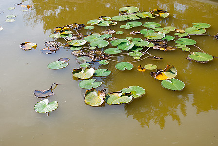沼泽植物 沼泽地表面的植被 背景图片
