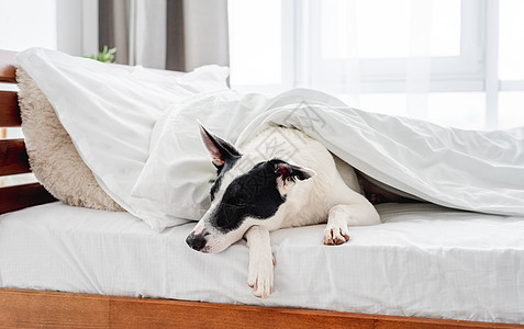 床上可爱的狗狗休息白色朋友犬类卧室房子毯子睡眠哺乳动物宠物图片