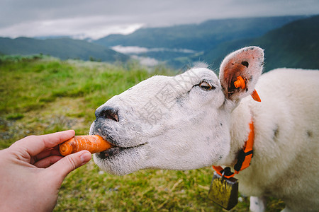 阴天山区农场的绵羊 一名妇女在挪威山区喂羊 一位游客给羊喂食 绵羊农场田园诗般的风景在挪威 内容绵羊 在挪威山脉动物学场地草地动图片