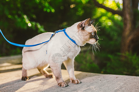 花园里拴着一只家猫 蓝眼睛的湄公河短尾猫 美丽的品种猫湄公河短尾猫 拴在皮带上的宠物 猫在后院用蓝色皮带走路公园动物尾巴哺乳动物图片