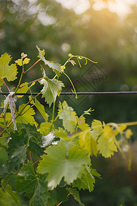 青葡萄藤 在明亮的阳光下 绿色背景模糊栽培叶子农场耀斑生长收成酒厂植物花园季节背景图片