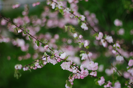 粉红樱花或春天的樱花风景花园公园晴天季节园艺叶子果园宏观蓝色图片