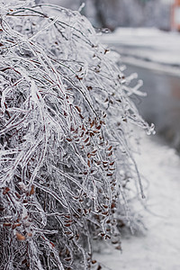 冰雪覆盖的树枝来自一场冰暴 冰柱是由冻雨形成的宏观气象植物冰盖环境季节温度风暴场景天气图片