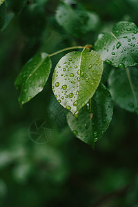 叶子和水雨露滴细节 在绿色的自然春天夏天背景图片