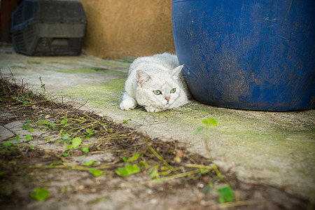 在户外散步的苏格兰猫 长着直耳朵的鱼街道毛皮幸福小猫头发猫咪阴谋成人眼睛鸟舍背景图片