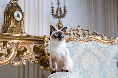 美丽的稀有品种湄公河短尾猫没有尾巴的雌性宠物猫坐在欧洲建筑的内部 坐在复古别致的皇家扶手椅上 18 世纪凡尔赛宫 巴洛克家具宠物图片