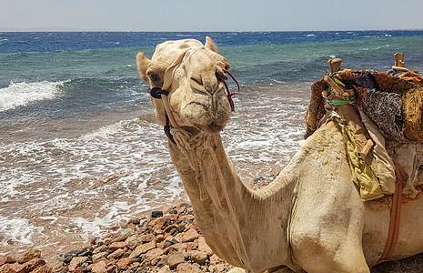 红海沙滩上的骆驼 埃及西奈半岛达哈卜 以大海为背景的埃及骆驼 旅游概念 横幅 骆驼在旅游野生动物园前的海湾岸边休息阳光晴天旅行团图片