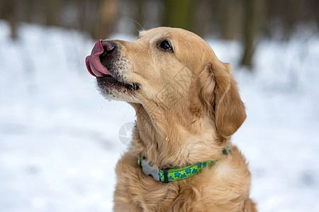 外面玩的金色猎犬朋友公园乐趣动物冷冻金子森林跑步宠物犬类图片