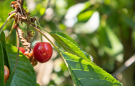 在初夏收获前 成熟的红色和甜樱桃浆果挂在树枝上 一棵树上挂着美味多汁的深红色鸟樱桃果实农业食物绿色浆果季节农场生长阳光花园收成图片