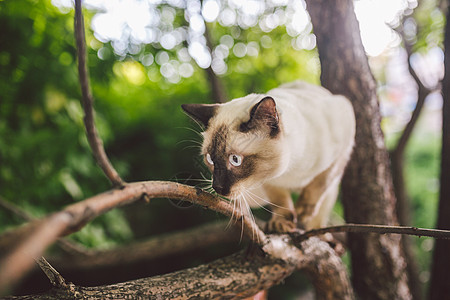 猫爬树 猫在树上狩猎 可爱的猫肖像留在树枝上 没有尾巴的纯种短毛猫 湄公河短尾猫坐在树上 自然条件下树枝上的猫动物母鸡小猫猫科品图片